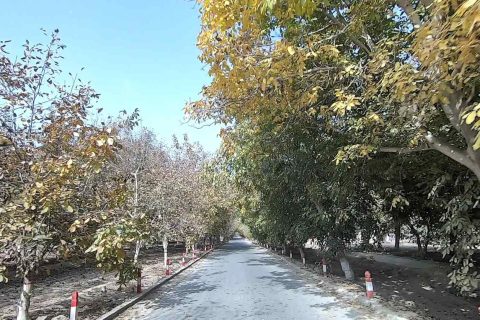 湖南到新疆旅遊團16日遊價格 家庭親子跟團遊報價表