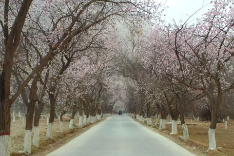 選擇新疆探路者國際旅行社前，產品價格變化需要在報名時重新確認，伊寧包車怎麼了解，線路天數要匹配