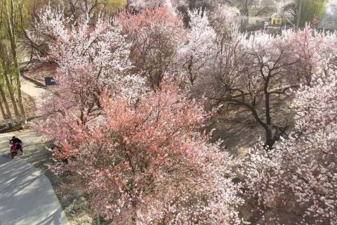 通過烏魯木齊旅行社了解產品，新東方旅遊專列線路內容怎麼比較，旅行社只能介紹當前能夠確認的產品