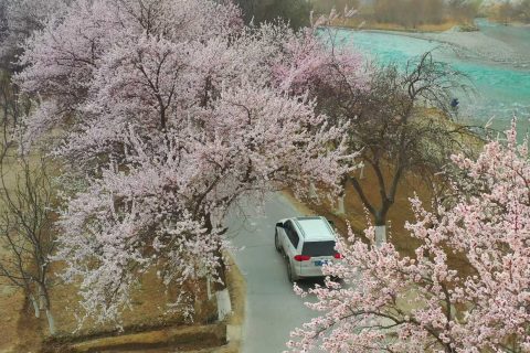 新疆探路者國際旅行社出行實用參考，昆明號旅遊專列是否在售怎麼確認，集合和接駁方式需要提前了解