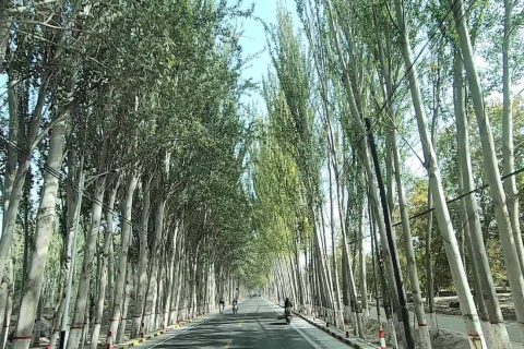 新疆探路者國際旅行社出行實用參考，旅遊專列與普通跟團怎麼比較，報名流程要了解，沒有真實團期時不要只看過往資料