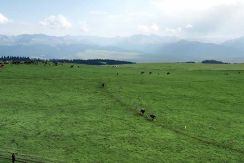 諮詢新疆旅行社時，小團遊怎麼了解，當地參團和異地報名的流程有所不同